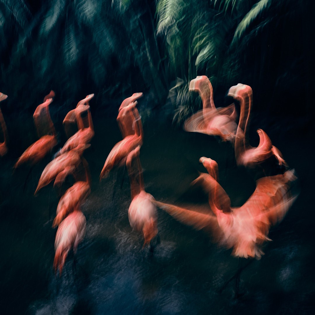 Flamants roses — photographie de Romain Cruse