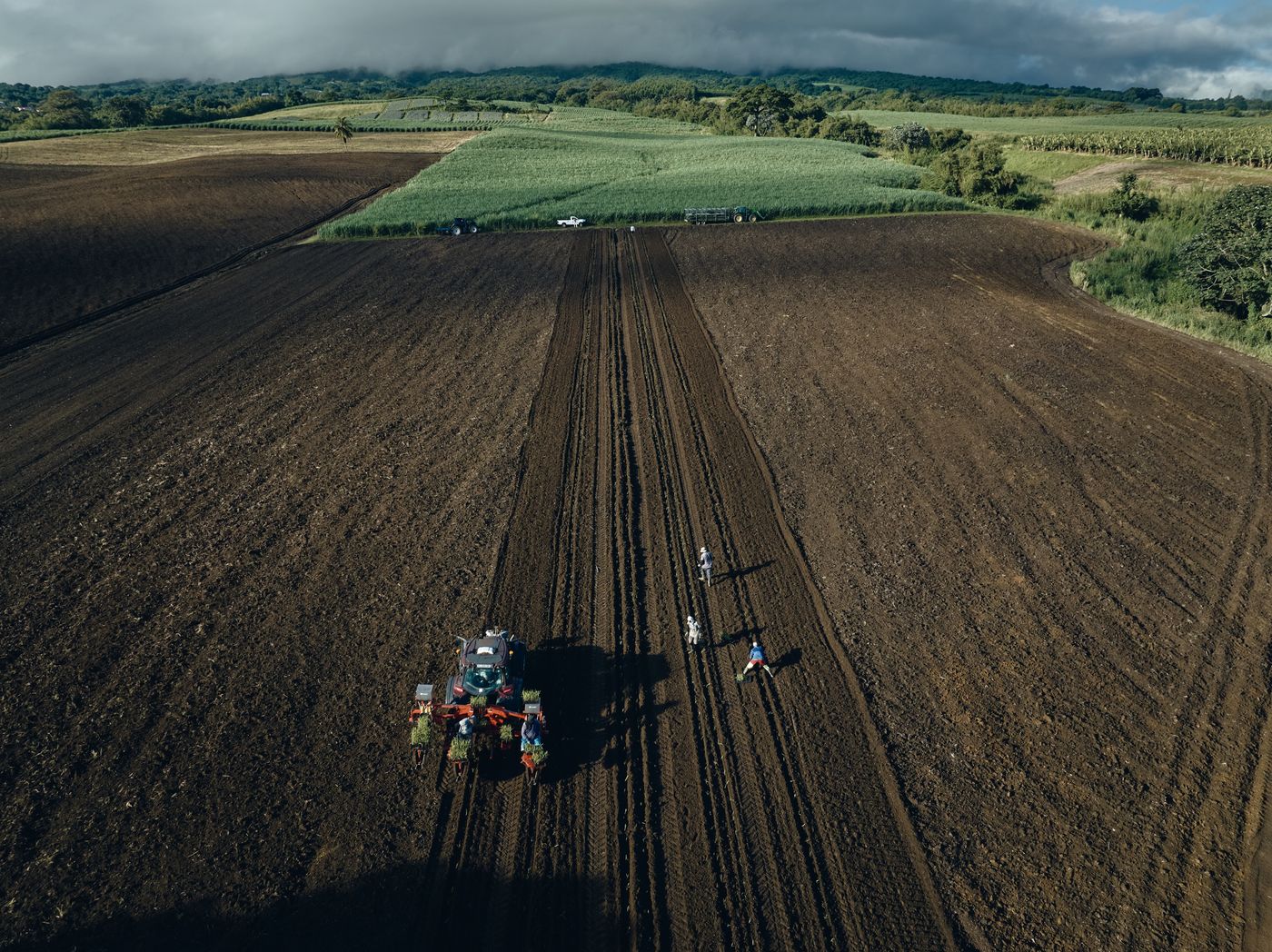 Plantation de canne à sucre vue par drone — photographie Romain Cruse